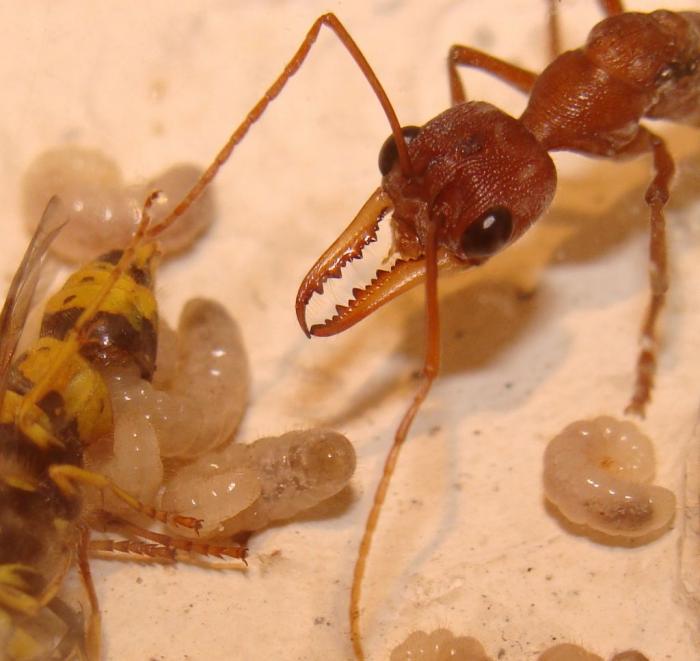 Myrmecia pavida